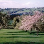 orchard_view-1